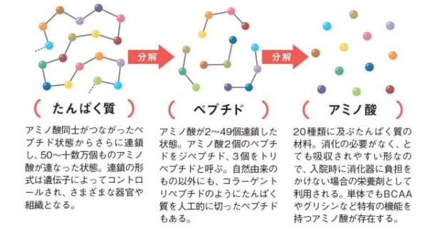 ペプチドとアミノ酸の構造図